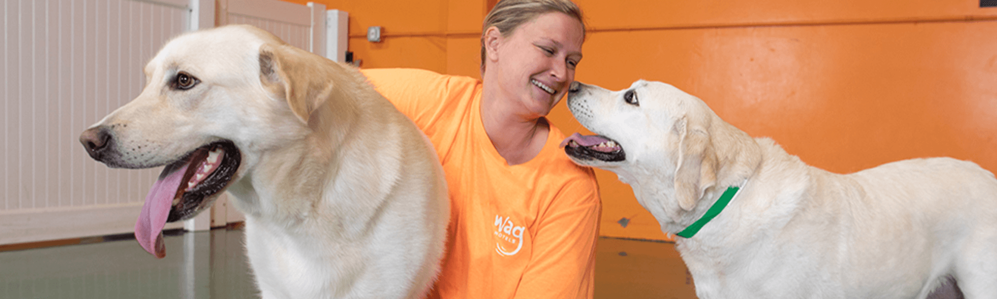 The Best Luxury Dog Boarding in California