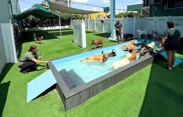 The Best Luxury Dog Boarding in Florida