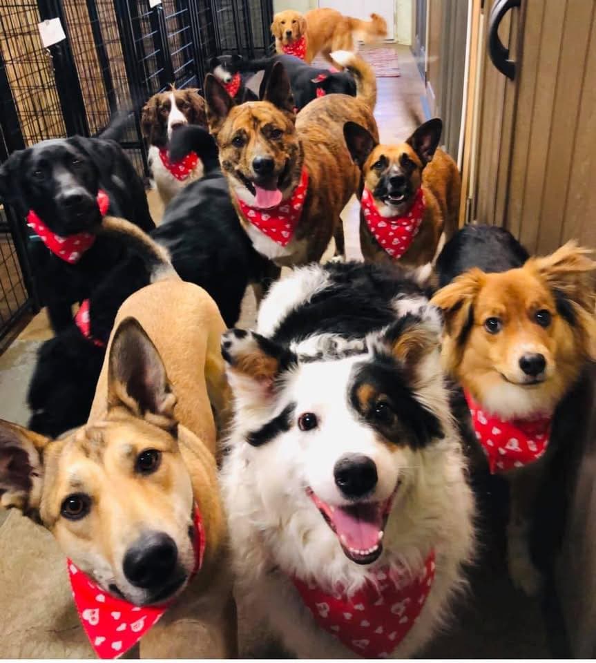 24/7 Staff at Dog Boarding: Why It Matters More Than You Think